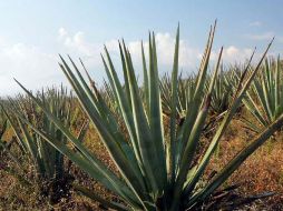 El cultivo del agave en Autlán, una amenaza ambiental, afirman. ARCHIVO  /