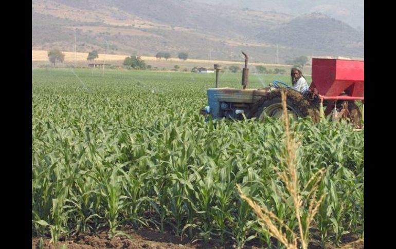 El dinamismo observable en el cultivo del aguacate en el campo de Jalisco, ha demandado el crédito para varias fases. ARCHIVO.  /