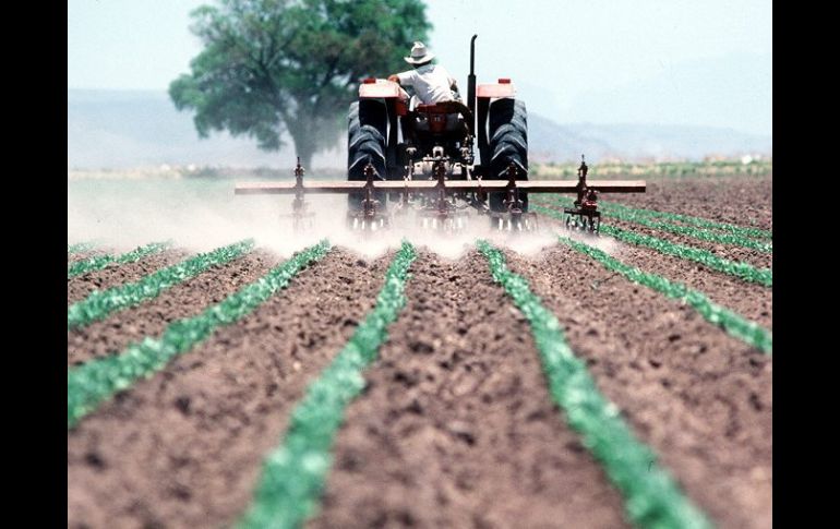 Este año, las medidas de vigilancia y evaluación sobre el cumplimiento del programa de siembras de invierno, serán extremas. ARCHIVO  /