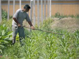 Procampo supone gran parte del presupuesto federal, hacia el sector agroalimentario. ARCHIVO  /