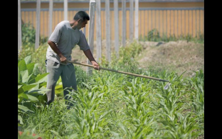 Procampo supone gran parte del presupuesto federal, hacia el sector agroalimentario. ARCHIVO  /