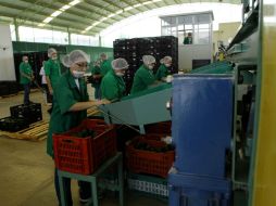 Los proyectos deberán ofrecer un valor agregado e integrarse a las cadenas productivas. ARCHIVO /