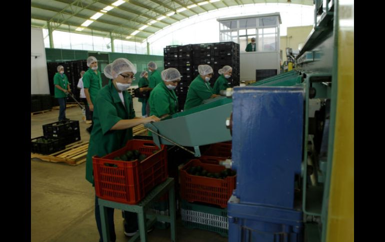 Los proyectos deberán ofrecer un valor agregado e integrarse a las cadenas productivas. ARCHIVO /