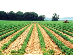 Apoyo. Cubrirá una producción de 110,000 toneladas de maíz y soya. EE  /