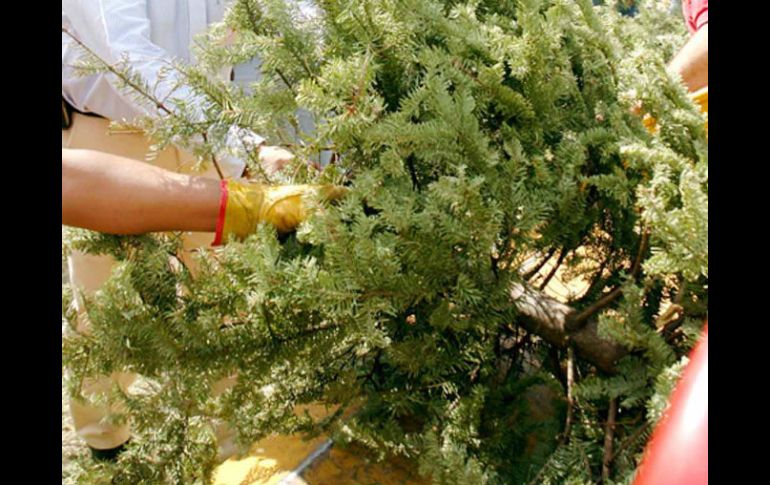 Los árboles que son desechados aún verdes y secos son seleccionados para convertirlos en mejoradores de suelo. ARCHIVO /