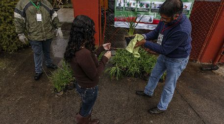 Las personas que dejan su árbol de Navidad en el centro de acopio reciben una planta de ornato.  /