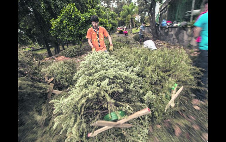 Nuevo uso. La composta obtenida de los árboles recolectados será empleada como abono para los jardines y camellones de la ciudad.  /