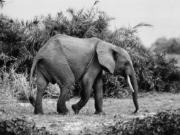 Los elefantes deambulan libremente por la zona y no es la primera vez que atacan a seres humanos. ARCHIVO /