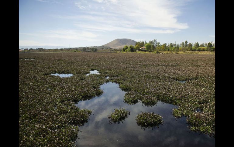 El lirio complica la pesca en la Presa de Valencia. EL INFORMADOR / ARCHIVO