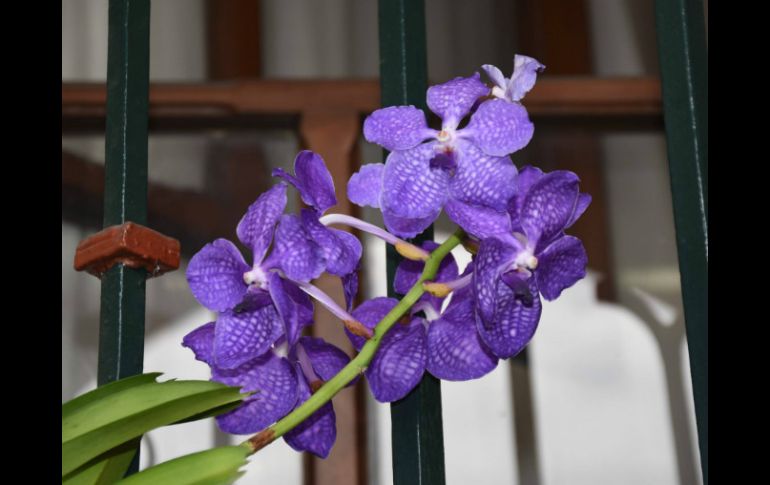 Además de la exhibición, se ofrecerán conferencias y talleres sobre el cultivo de esta flor. FACEBOOK / Walther Ulloa