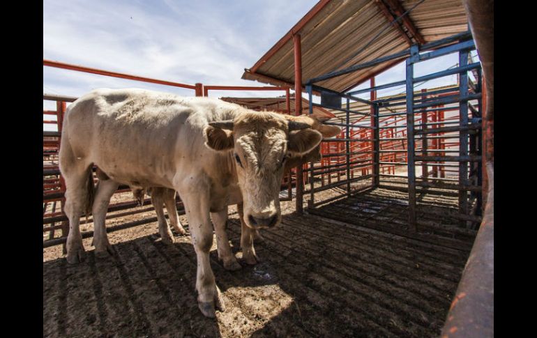 Con las reglas del etiquetado Cool de EU y el establecimiento de aranceles, México pierde entre 35 y 100 dólares por cabeza exportada. EL INFORMADOR / ARCHIVO