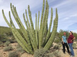 Gran parte del comercio ilegal de cactus lo promueven coleccionistas asiáticos y europeos. EL INFORMADOR / ARCHIVO