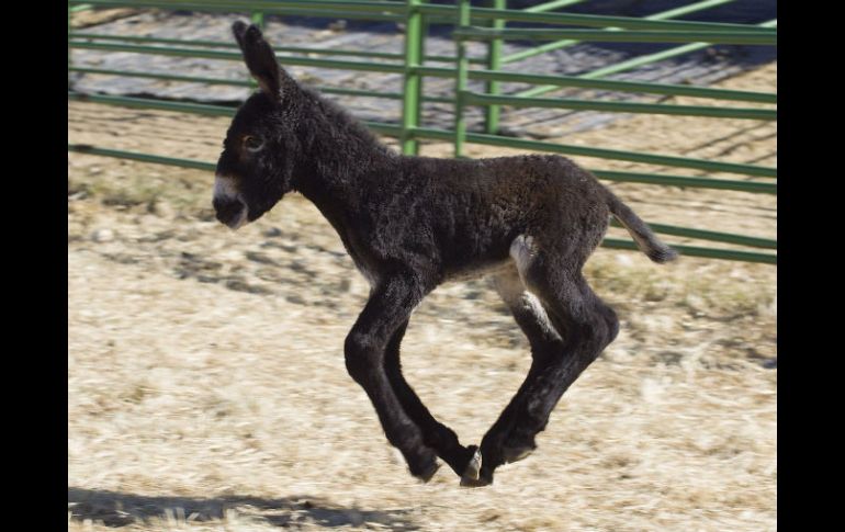 La población de burros en China ha decrecido debido al uso comercial de los animales. EFE / ARCHIVO