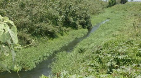 Las principales problemáticas son el uso de fertilizantes, pesticidas y herbicidas químicos. EL INFORMADOR / ARCHIVO