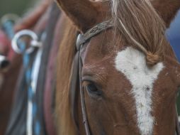 Las sesiones de psicoterapia asistida con caballos han demostrado ser efectivas en el tratamiento de los conflictos de pareja. EL INFORMADOR / ARCHIVO