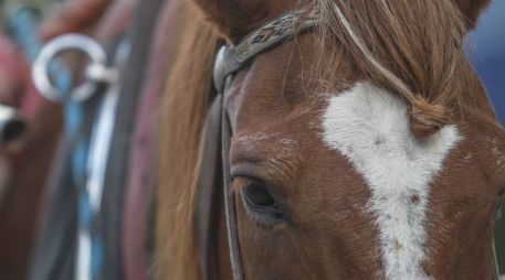 Las sesiones de psicoterapia asistida con caballos han demostrado ser efectivas en el tratamiento de los conflictos de pareja. EL INFORMADOR / ARCHIVO
