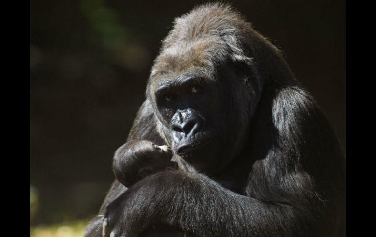 Imbi sostiene a su cría recién nacida en el zoológico de Belo Horizonte, en Brasil AFP / D. Magno