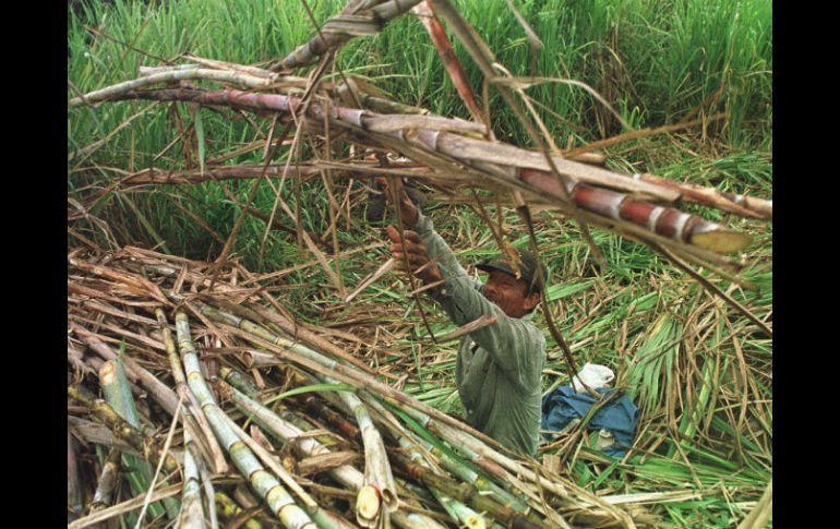 No se gravará el azúcar nacional con el 40.48% y 42.14% que se le impuso por incurrir en dumping. EL INFORMADOR / ARCHIVO