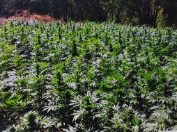 Las autoridades federales y estatales destruyen los plantíos por medio de incineración. NTX/ ARCHIVO