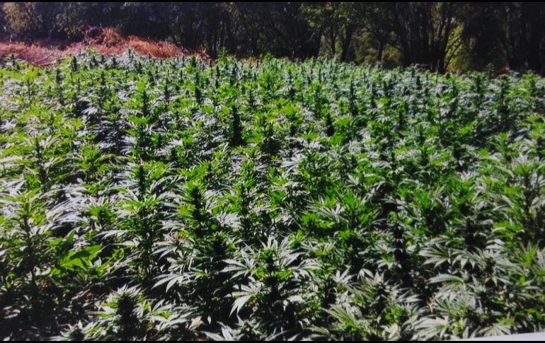 Las autoridades federales y estatales destruyen los plantíos por medio de incineración. NTX/ ARCHIVO