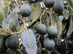 El fruto mexicano es uno de los más buscados internacionalmente. NOTIMEX