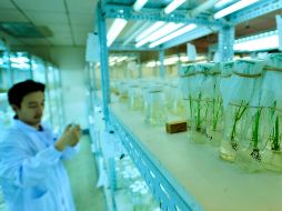 La estrategia de producción de proteínas basada en arroz representa una alternativa más barata y con actividad microbicida más potente que las que utilizan células de mamíferos. AFP/Archivo