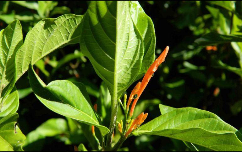 Esta especie también es muy consumida a manera de infusión por las mujeres, principalmente como reguladora del ciclo menstrual. ESPECIAL / UdeG