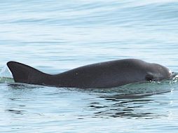 La Conapesca refrendó su compromiso de protección a este animal. EFE/SEMARNAT