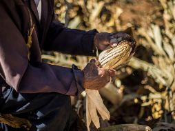 Los campesinos son los verdaderos ingenieros de la agricultura pues aseguran las variedades genéticas más resistentes para el futuro . EL INFORMADOR / ARCHIVO
