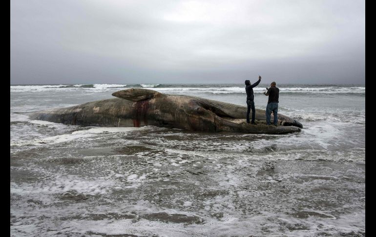Hombres se paran junto a una ballena muerta en playas de Rosarito, Baja California, el 21 de mayo. AFP/G. Arias