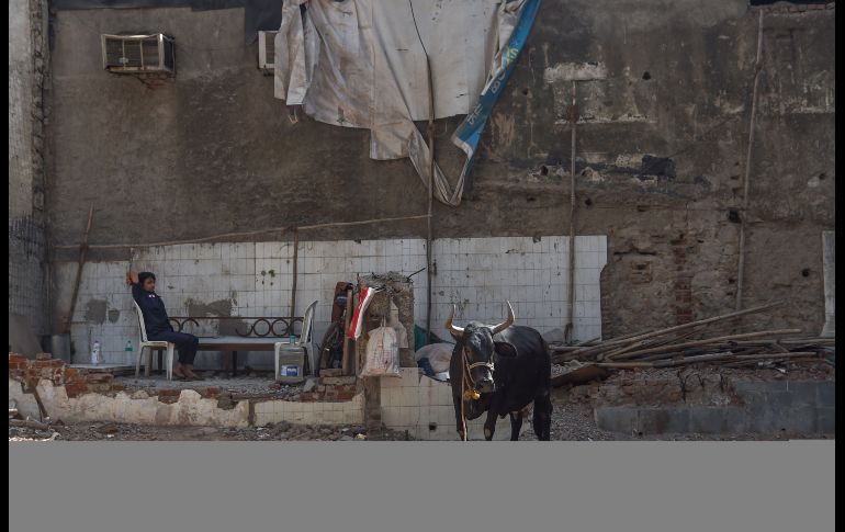 Un guardia mira una vaca en las inmediaciones de un edificio demolido en Bombay, India. AFP/I. Mukherjee