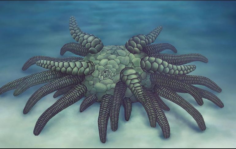 De acuerdo con científicos, la especie era pequeña, del tamaño de una araña que solía arrastrarse por el fondo del océano. ESPECIAL / yale.edu