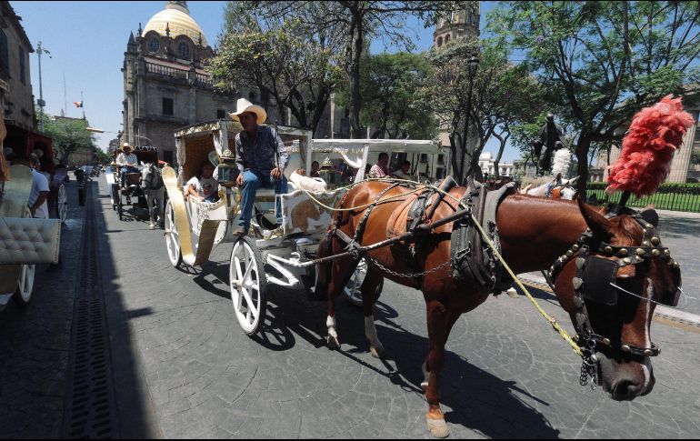 El Ayuntamiento de Guadalajara estableció las calandrias deben suspender sus actividades cuando la temperatura supere los 32 grados. EL INFORMADOR / G. Gallo