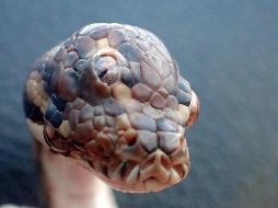Los estudios revelaron que la pitón veía por los tres ojos, tenía 3 meses de nacida y medía 40 centímetros. AFP  / Northern Territory Parks and Wildlife