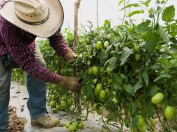 Campesinos dan mantenimiento a plantas de tomate en un campo del municipio de Tarímbaro, en Michoacán. EFE/L. Granados