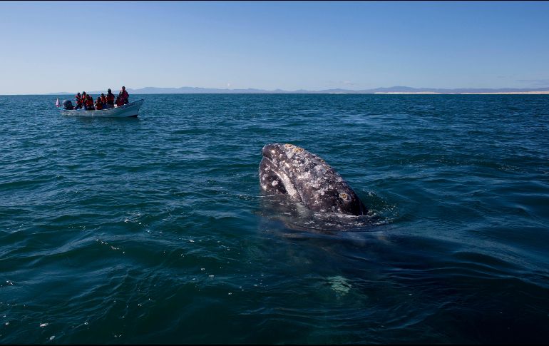 Recientemente la ballena fue vista en el río Támesis, cerca de Londres, un avistamiento inusual que despertó el interés de los medios nacionales. AP / ARCHIVO