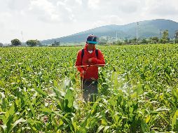Pega al campo de Jalisco falta de mano de obra