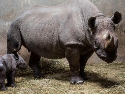 Los rinocerontes por mantener sus poblaciones a flote, pero son amenazadas por la degradación de su hábitat a causa de especies invasoras y desastres naturales. EFE / ARCHIVO