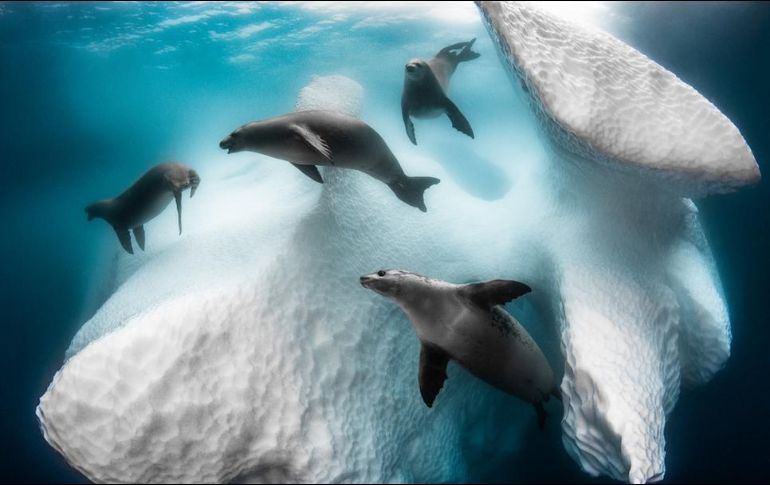 Greg Lecoeur ganó el cotizado premio Fotógrafo Submarino del Año 2020 con 