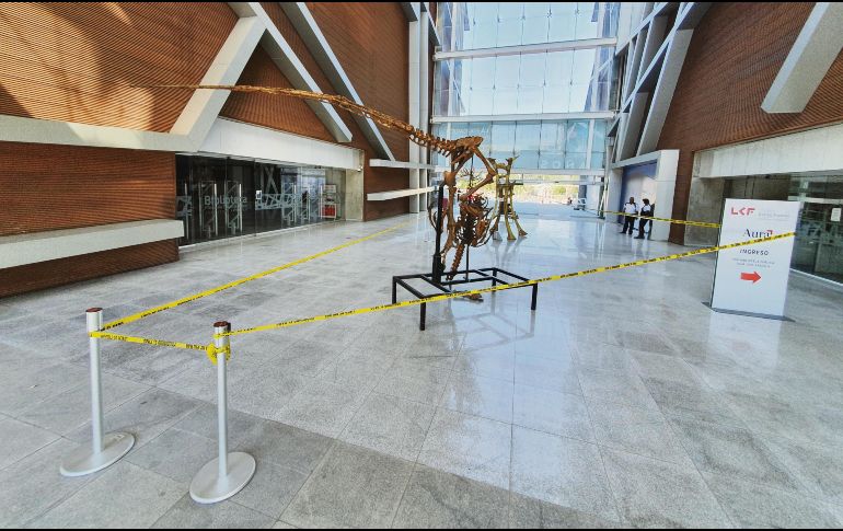 Cultura. La escultura “Esqueleto de velociraptor” ya custodiada tras los daños. EL INFORMADOR/G. Gallo