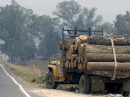 Talpa y Tapalpa encabezan tala clandestina en Jalisco