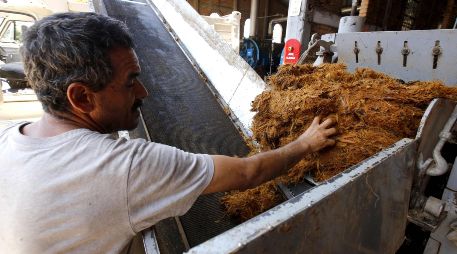 El bagazo de agave es sometido a procesos químicos para eliminar componentes como ligninas, hemicelulosa y extractivos. AFP / ARCHIVO