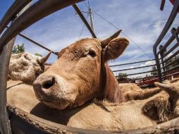 La Secretaría de Agricultura estimó que en 2020 la producción nacional de carne será de 2.1 millones de toneladas. EL INFORMADOR/ARCHIVO