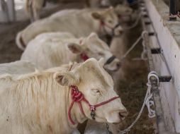 Las exportaciones de carne fresca refrigerada a China se harían vía aérea. EL INFORMADOR/ARCHIVO