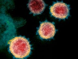 Investigadores alrededor del mundo estudian actualmente las características de ómicron, que se notificó a la Organización Mundial de la Salud apenas el pasado 24 de noviembre. AFP/NIH/ARCHIVO
