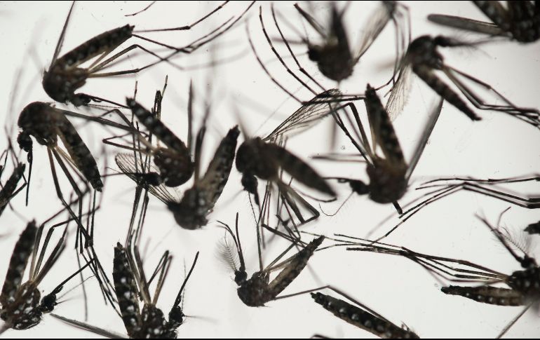 Desde 1934 hasta 2009 no hay ninguna constancia de que hubiera casos locales de esta enfermedad. AP / ARCHIVO