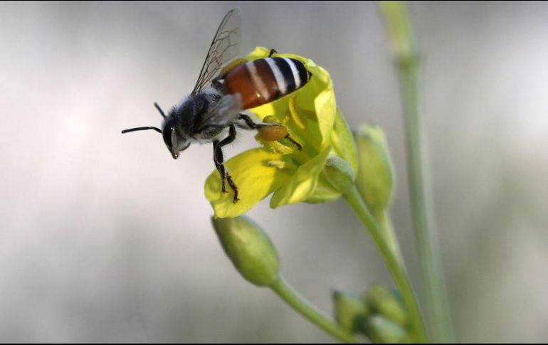 Este es el segundo ataque de abejas registrado en la entidad en una semana. EFE/ARCHIVO