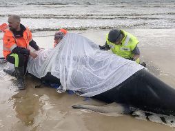 380 ballenas piloto murieron tras quedar varadas en Australia. EFE
