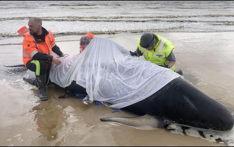380 ballenas piloto murieron tras quedar varadas en Australia. EFE