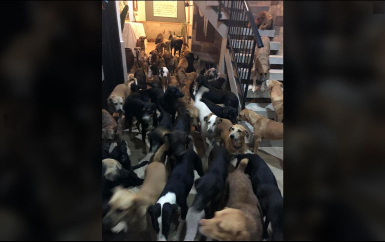 Los voluntarios han procurado la atención a los cientos de perros para quienes también piden apoyo para poder cumplir con su régimen de vacunación y aseo. FACEBOOK / Ricardo Pimentel Cordero